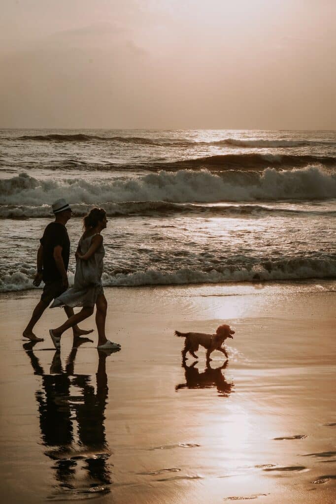 couple, dog, walk, beach, bali, pet, wave, shores, animal, sea, ocean, sunset, couple, couple, couple, couple, couple, dog, dog, beach, nature, bali, bali, bali